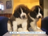 Chiots saint bernard