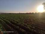 Terrain agricole أرض فلاحية 