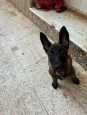Chien malinois charbonné 