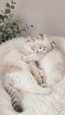 Chatton scottish fold x