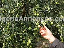 L'huile d'olive de Kabylie